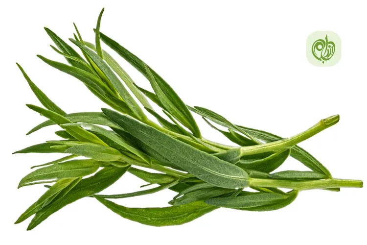 ترخون به عنوان یک طعم دهنده عالی در برخی غذاها استفاده می&zwnj;شود.