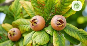 ازگیل میوه ای آسیایی با خواص بی نظیر برای سلامتی است.