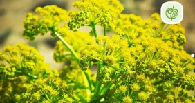 آنغوزه گیاهی است که از صمغ و عصاره آن در مواد دارویی استفاده میکنند.