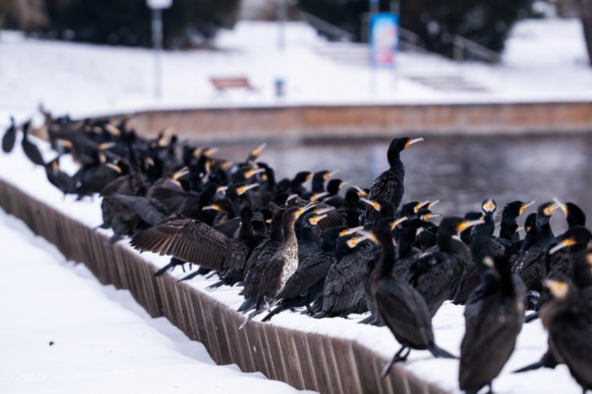 birds-huddle-together-in-winter-Cormorants-on-wall-in-Germany-smaller_1 چگونه پرندگان در زمستان گرم میمانند؟ | دیجینوی