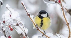 چگونه پرندگان در زمستان گرم میمانند؟ | دیجینوی