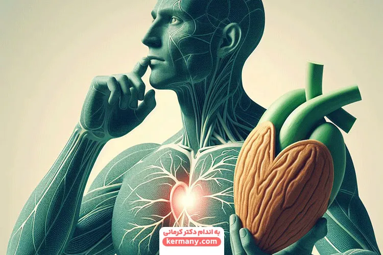 خواص چغاله بادام بر سلامت قلب و عروق