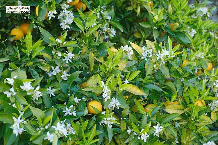 بهار نارنج سرشار از مواد سودمند برای بدن است که مورد توجه پزشکان طب سنتی و محققان در سراسر دنیا قرار گرفته است.