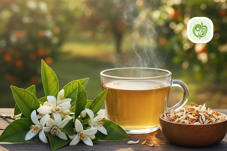 بهار نارنج سرشار از مواد سودمند برای بدن است که مورد توجه پزشکان طب سنتی و محققان در سراسر دنیا قرار گرفته است.