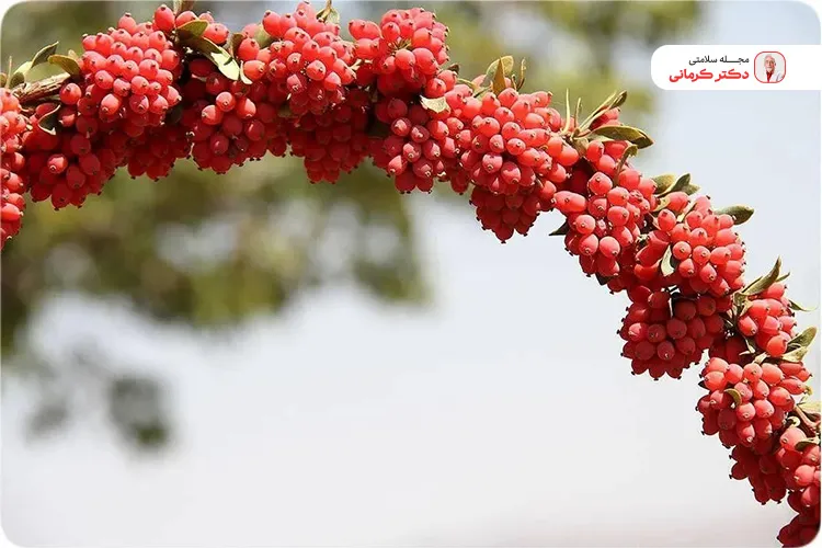 خواص زرشک برای گوارش