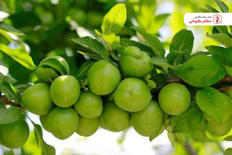 خواص آلوچه برای موها