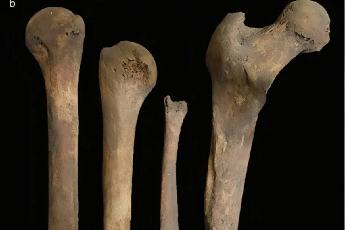 Composite figure of fossil bones and bone microstructure. Panel a (left) shows a rock fragment with a highlighted inset area; scale bar 20 mm. Panel a (right) is a magnified view of the inset with arrows pointing to surface features; scale bar 2 mm. Panel b displays four isolated fossil bone fragments laid out side by side; scale bar 50 mm. Panel c is a grayscale close-up of a textured bone surface, and Panel d shows another close-up of a fracture/site with an arrow indicating a feature.