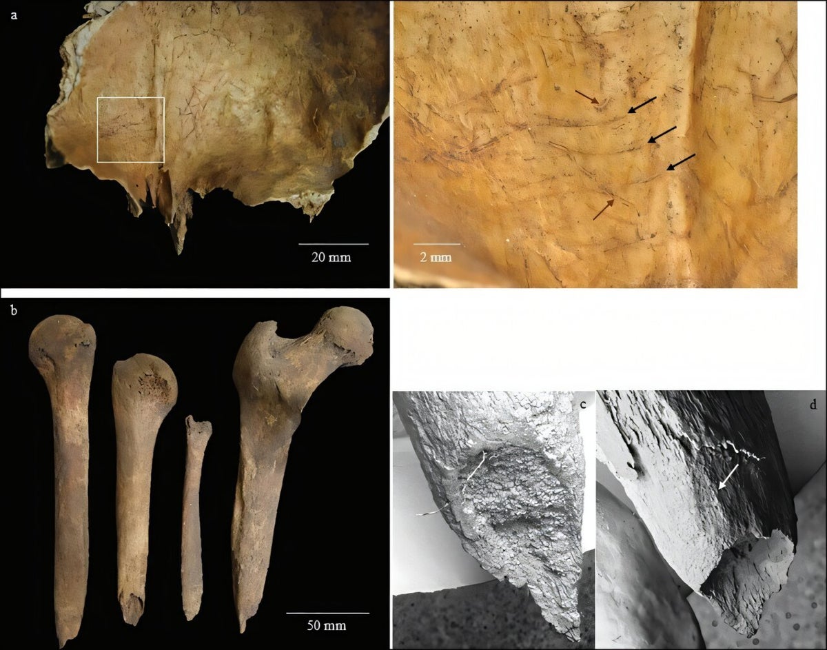 Composite figure of fossil bones and bone microstructure. Panel a (left) shows a rock fragment with a highlighted inset area; scale bar 20 mm. Panel a (right) is a magnified view of the inset with arrows pointing to surface features; scale bar 2 mm. Panel b displays four isolated fossil bone fragments laid out side by side; scale bar 50 mm. Panel c is a grayscale close-up of a textured bone surface, and Panel d shows another close-up of a fracture/site with an arrow indicating a feature.