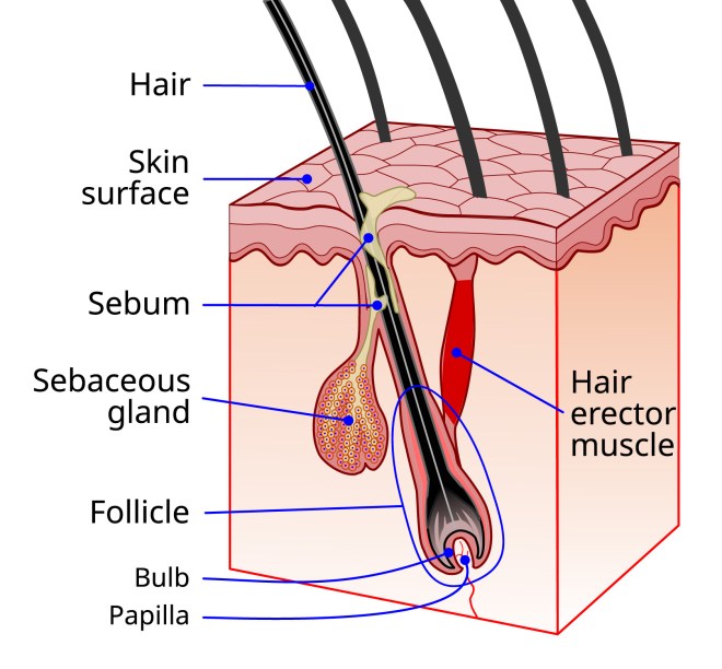 1000052351 Cross-section of skin and hair follicle showing hair shaft, skin surface, sebaceous gland, follicle bulb and papilla, and the hair erector muscle.
