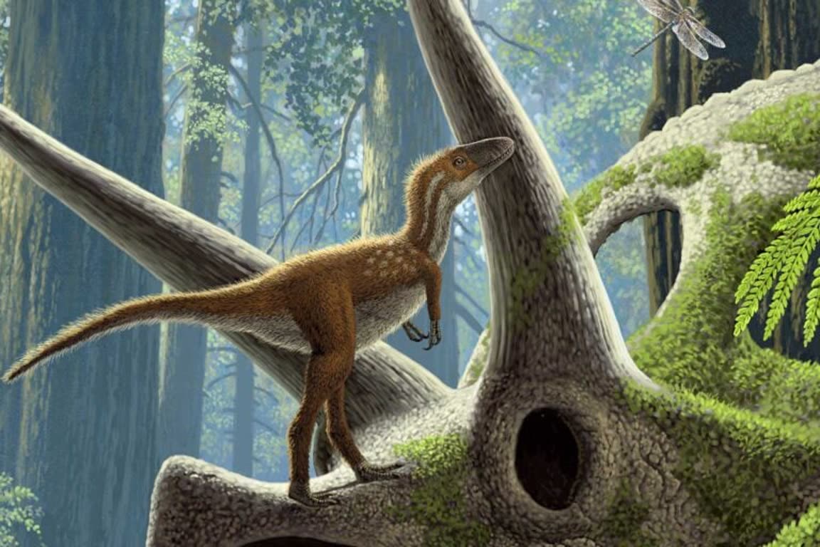 فسیل&zwnj;های کمیاب، پرده از راز زندگی نوزادان T-Rex برداشتند &rsaquo; دیجینوی